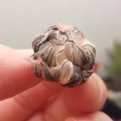 【特価】ハオルチア　オブツーサ錦　超極上赤斑　総柄