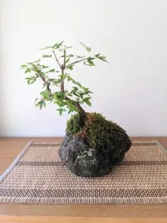 トキワシノブ？　シノブ(和シノブ)．変形鉢植え盆栽！ トキワシノブ？ シノブ(和シノブ)．変形鉢植え盆栽！ - メルカリ