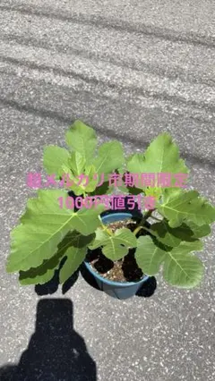 限定値下げ】✨レア品種✨BNRレインボーストライプ2年生苗 イチジク