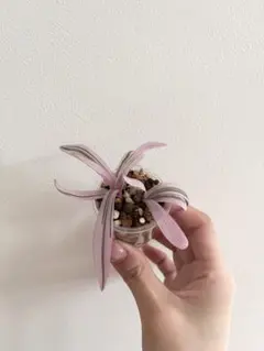 わさび様 リクエスト 3点 まとめ商品