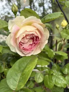 人気品種ふんわり優しい素敵な薔薇ꫂ ၴႅၴ 25cm以上苗のサムネイル
