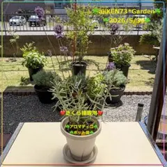 ❤️Junko様専用❤️♧アロマティコ♧管理苗♧AG20260530 - メルカリ