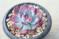 ㊼大きめ苗! 桜鬼❣️リンゼアナざわわ❣️赤鬼❣️紅染華❣️6苗メルカリ便送料込 2025年最新】リンゼアナの人気アイテム - メルカリ