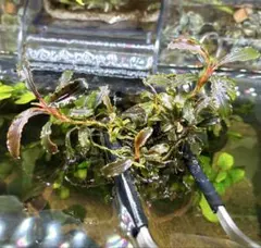 2026年最新】ブセファランドラ クダガンの人気アイテム - メルカリ