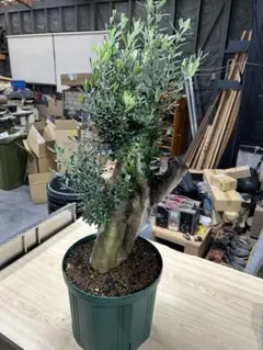 期間限定！最終価格！オリーブ　太木　太木挿し　古木 期間限定！最終価格！オリーブ 太木挿し 古木 オリーブ 太木挿し な