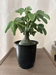 ak482　アデニアグラウカ5個　速達❗️ ak482 アデニアグラウカ5個 速達❗️ アデニアグラウカ | STORES