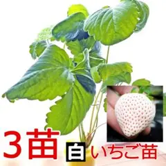 3苗 希少白いちご苗 白イチゴ 植物工場 根張り良好 土耕栽培33a