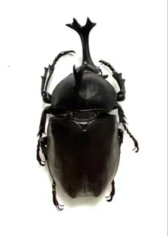 標本 フレンチギアナ産 アクティオンゾウカブト 昆虫標本 - メルカリ