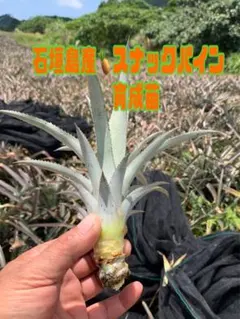 石垣島産 スナックパイン 実生苗 南国 石垣島産 スナックパイン 育成苗 3株セット 元気な苗から出荷