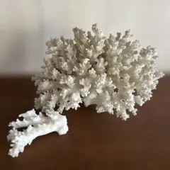 ホワイトサンゴ 中型 置物