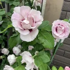 M 様　専用