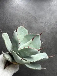 2026年最新】アガベ パリーの人気アイテム - メルカリ