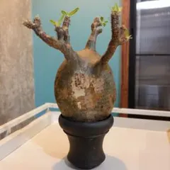 2025年最新】グラキリス ベアルートの人気アイテム - メルカリ