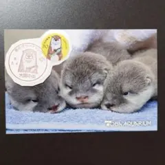 2026年最新】鳥羽水族館購入の人気アイテム - メルカリ