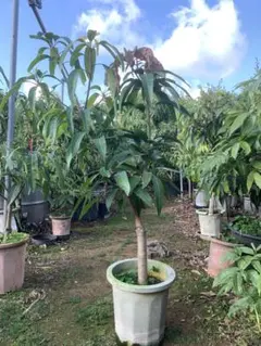 メル10525様 リクエスト 2点 まとめ商品