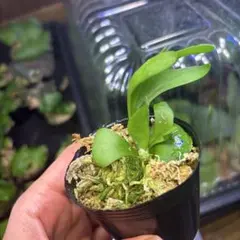 ビカクシダ　胞子培養のサムネイル