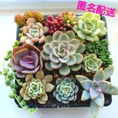 多肉植物　カット苗セット　12品種