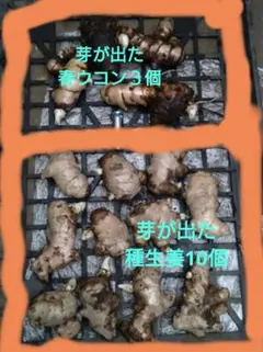 芽が出た春ウコン3個と種生姜10個セットのサムネイル