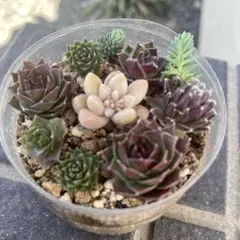 2026年最新】センペル ビウムの人気アイテム - メルカリ