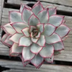 2025年最新】ムーンガドニス錦の人気アイテム - メルカリ