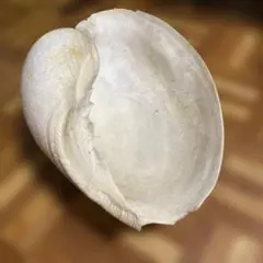 ヤシガイ？　貝殻　特大32cm 超レア