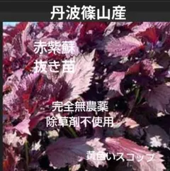 赤紫蘇　完全無農薬　丹波篠山のサムネイル