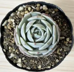 みゅう☆プロフ確認(*ˊᵕˋ*)੭ ੈ❤様 リクエスト 3点 まとめ商品