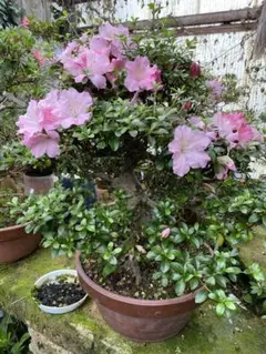 皐月 金采 盆栽 6号陶器鉢つき 根上がり❗美しい花❗ ① - メルカリ