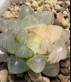 多肉植物 ハオルチア 赤太陽錦 鮮明錦 極上斑 超美品 - メルカリ