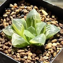 多肉植物 ハオルチア 裏般若錦 糊斑 超美品 透明窓 - メルカリ