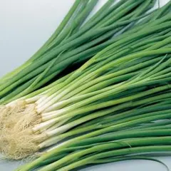 小ネギ 緑秀の種　300粒のサムネイル