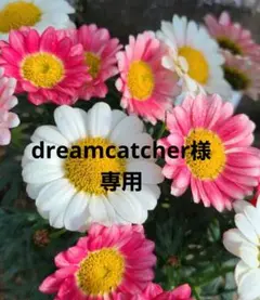 L'OCCITANE　イモーテルサンプルセット11