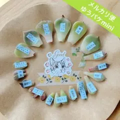 (メルカリ便)　多肉植物　葉挿しセット⑦　　　 ♥おまけピック付♥のサムネイル