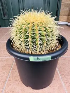 2025年最新】品種名：その他サボテン サボテンの人気アイテム - メルカリ