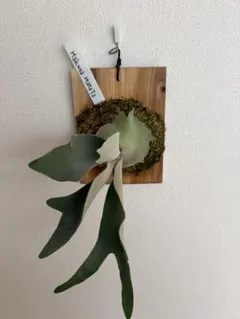 2025年最新】ビカクシダ ハクナマタタの人気アイテム - メルカリ