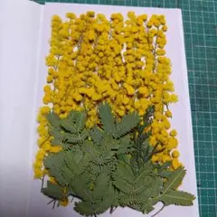 Item thumbnail for item d8f03e8c-26bd-46fd-ae91-d212f513265c