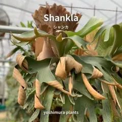 そふるん様 リクエスト 2点 まとめ商品