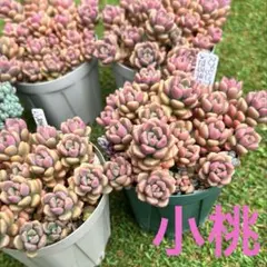 2026年最新】つぶつぶ屋 小梅の人気アイテム - メルカリ