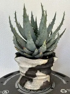 2026年最新】SPICYGEMの人気アイテム - メルカリ