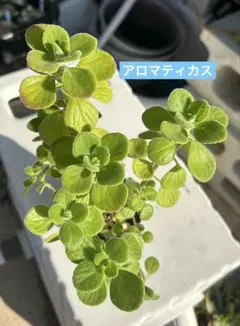 多肉植物　アロマティカス② 根付き　抜き苗