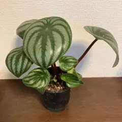 ② スイカぺぺ ペペロミア サンデルシー 斑入り