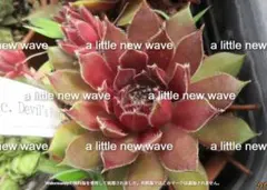 ノン様 リクエスト 4点 まとめ商品