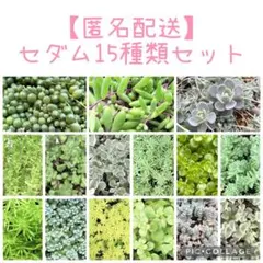 セダム 15種類セット カット苗 多肉植物 多肉