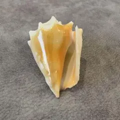 ソデボラ(スイショウガイ)科 貝殻　約7cm〜8cm