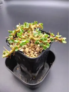 sachiken様 リクエスト 2点 まとめ商品