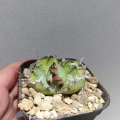 2025年最新】黒鯨 アガベの人気アイテム - メルカリ