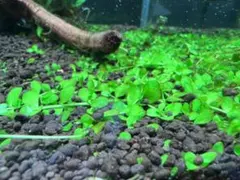 レナ＆リオ様 リクエスト 2点 まとめ商品