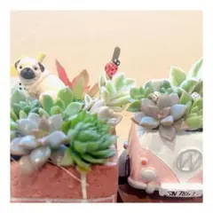 ♡SK様専用♡ メルカリ便♫多肉植物寄せ植え♫2点セット