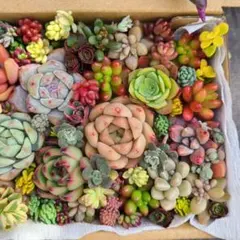 多肉植物　②韓国苗セダムカット苗　詰め合わせ　多肉弁当　エンジェルティアーズ