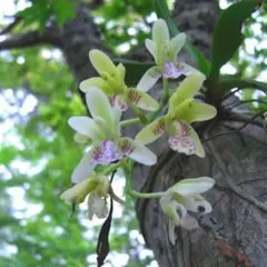 2025年最新】名護蘭 ナゴランの人気アイテム - メルカリ